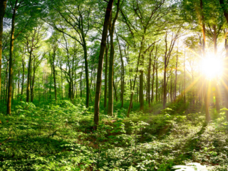 DOSSIER PÉDAGOGIQUE      SUR LES ARBRES